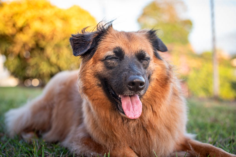 Best Gravity Dog Water Dispensers for Large Dogs: 5 Picks